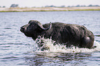 running African Buffalo