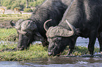 African Buffalo