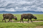 walking African Buffalo