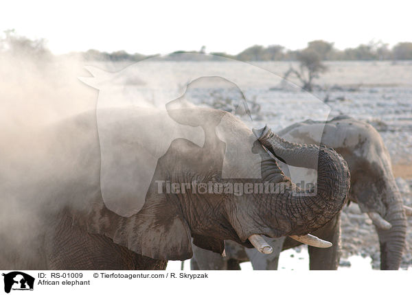 Afrikanischer Elefant / African elephant / RS-01009
