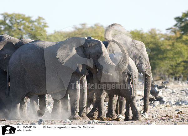 Elefant beim Einstauben / elephants / WS-01026