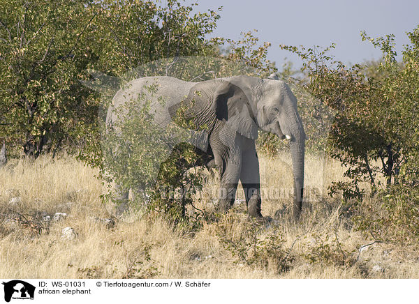 Afrikanischer Elefant / african elephant / WS-01031