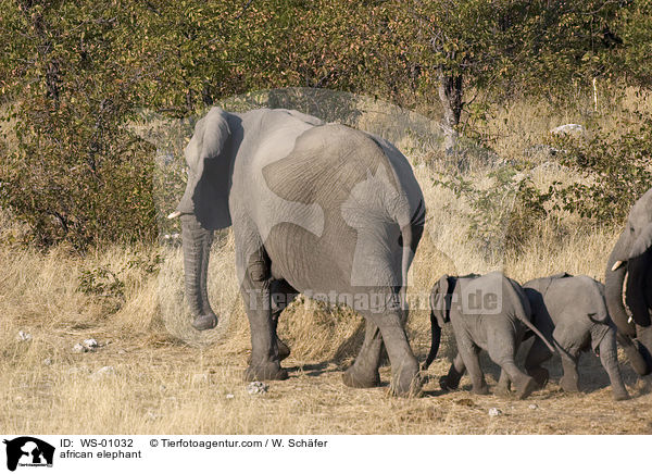 Afrikanischer Elefant / african elephant / WS-01032