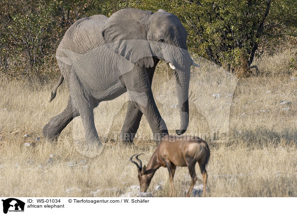Afrikanischer Elefant / african elephant / WS-01034