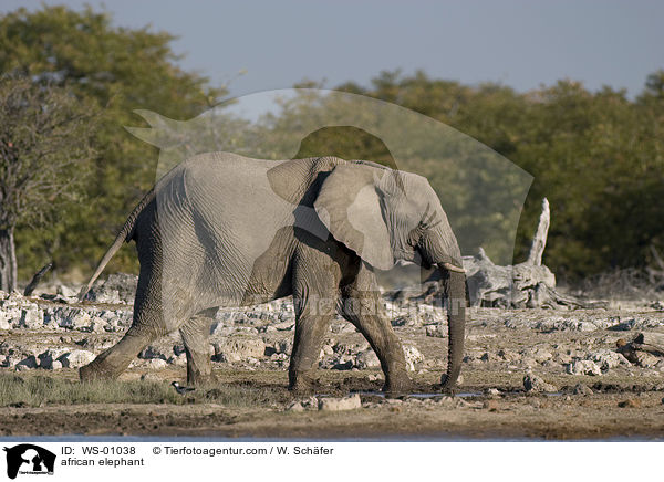 Afrikanischer Elefant / african elephant / WS-01038