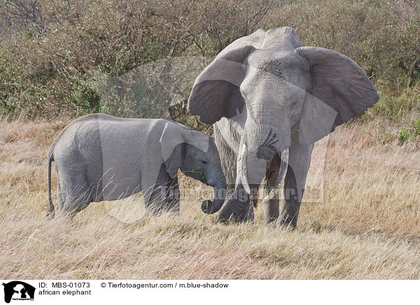 afrikanischer Elefant / african elephant / MBS-01073