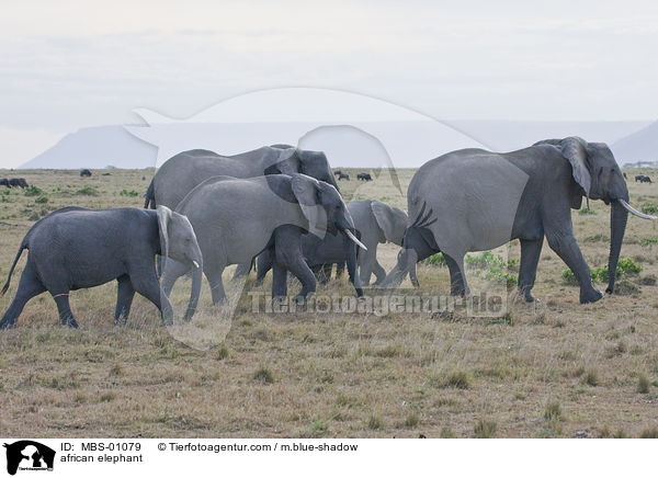 afrikanischer Elefant / african elephant / MBS-01079