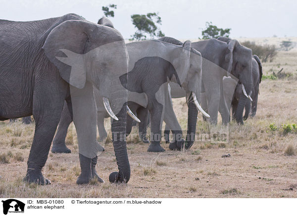 african elephant / MBS-01080