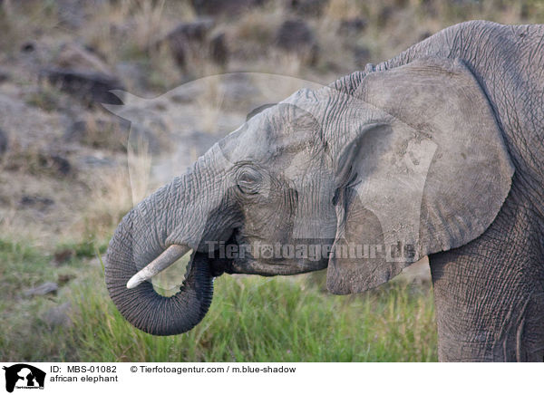 afrikanischer Elefant / african elephant / MBS-01082