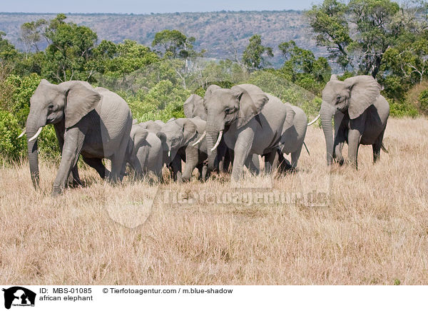 afrikanischer Elefant / african elephant / MBS-01085