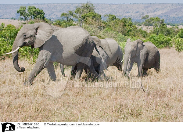 afrikanischer Elefant / african elephant / MBS-01086