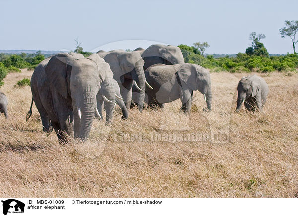 afrikanischer Elefant / african elephant / MBS-01089