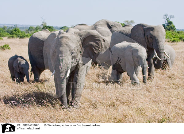 afrikanischer Elefant / african elephant / MBS-01090