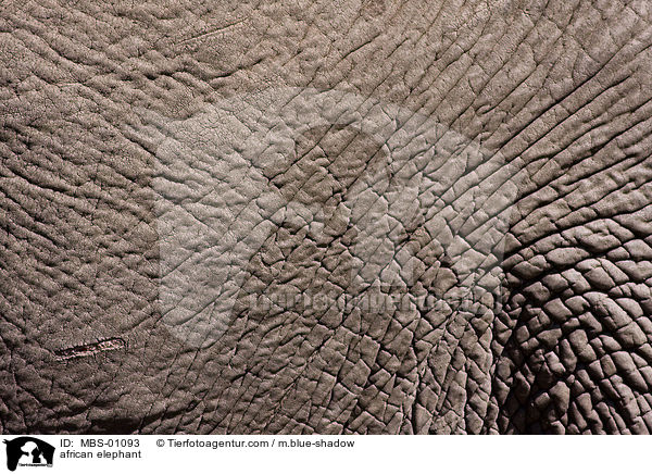 afrikanischer Elefant / african elephant / MBS-01093