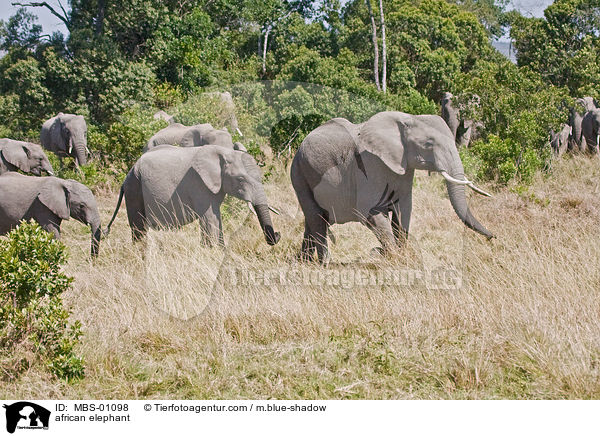 afrikanischer Elefant / african elephant / MBS-01098