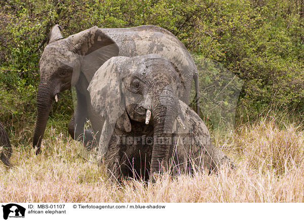 afrikanischer Elefant / african elephant / MBS-01107