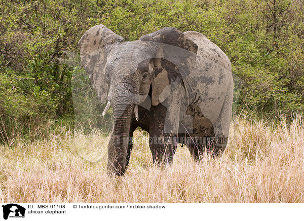 afrikanischer Elefant / african elephant / MBS-01108