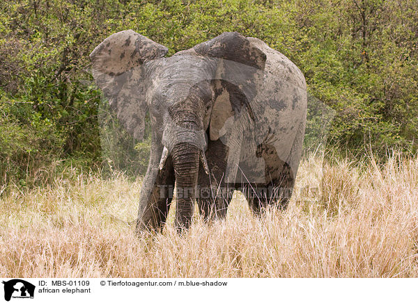 afrikanischer Elefant / african elephant / MBS-01109