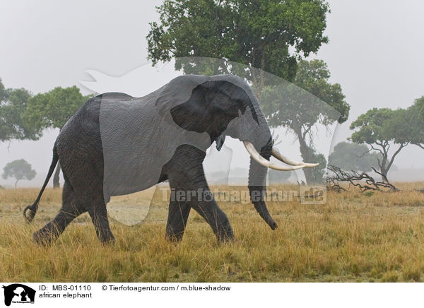 african elephant / MBS-01110