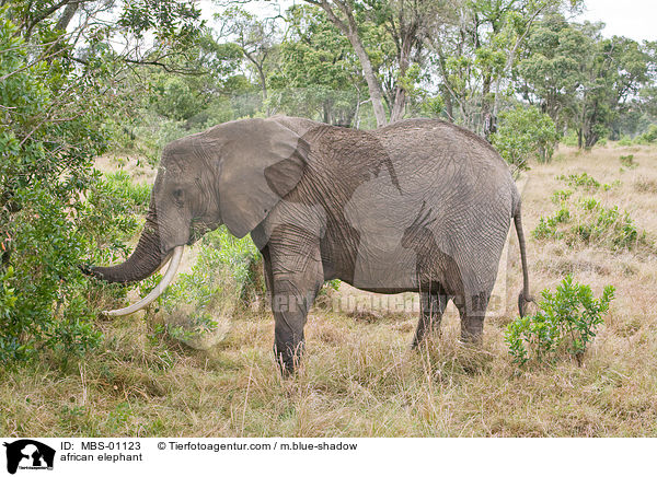 afrikanischer Elefant / african elephant / MBS-01123