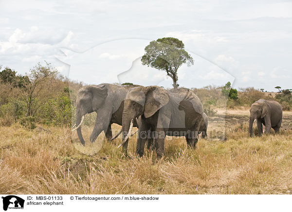 afrikanischer Elefant / african elephant / MBS-01133