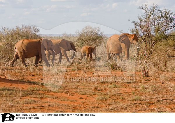 afrikanische Elefanten / african elephants / MBS-01225