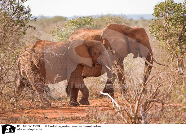 afrikanische Elefanten / african elephants / MBS-01229