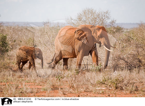 afrikanische Elefanten / african elephants / MBS-01230