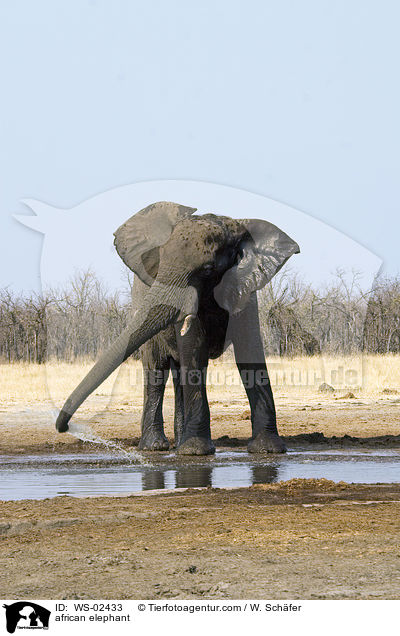 afrikanischer Elefant / african elephant / WS-02433