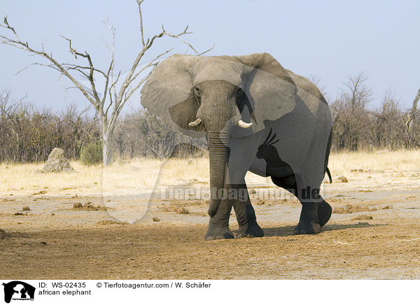 african elephant / WS-02435