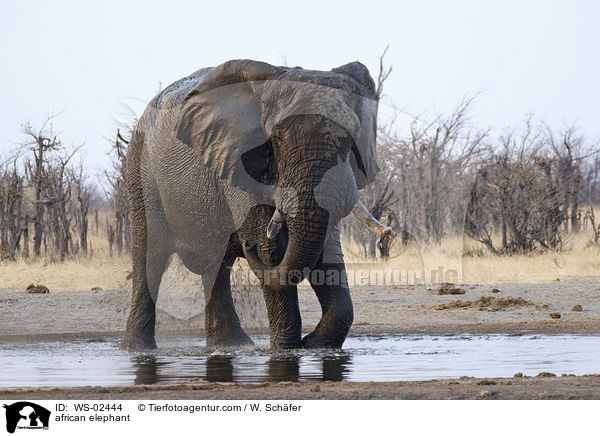 afrikanischer Elefant / african elephant / WS-02444