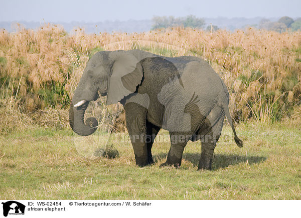 afrikanischer Elefant / african elephant / WS-02454