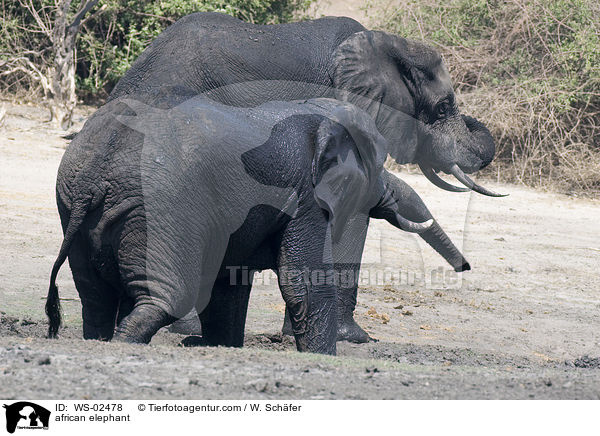 afrikanischer Elefant / african elephant / WS-02478