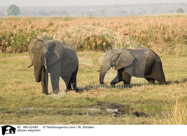 afrikanischer Elefant / african elephant / WS-02480