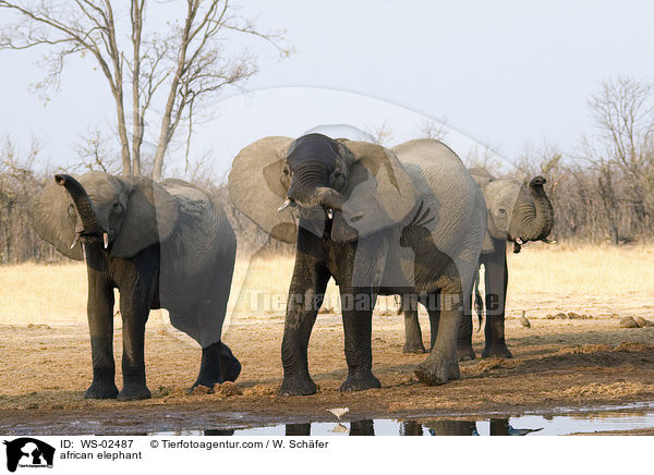 afrikanischer Elefant / african elephant / WS-02487