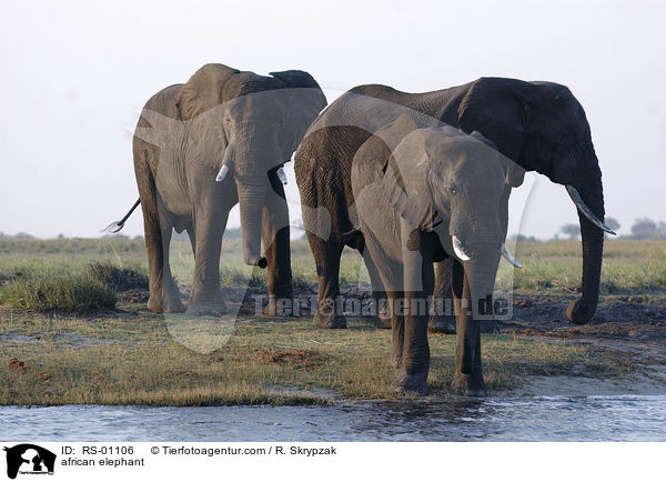 Afrikanischer Elefant / african elephant / RS-01106