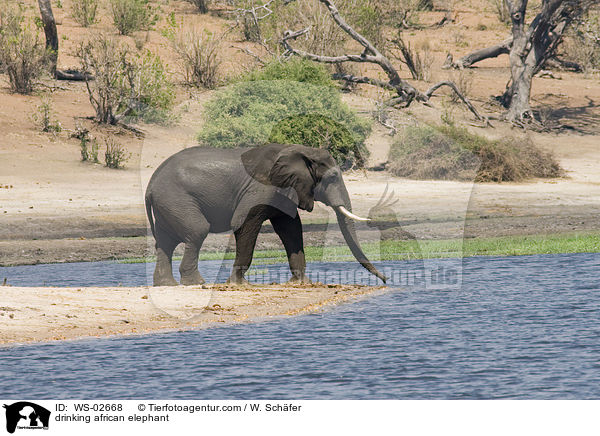 trinkender afrikanischer Elefant / drinking african elephant / WS-02668