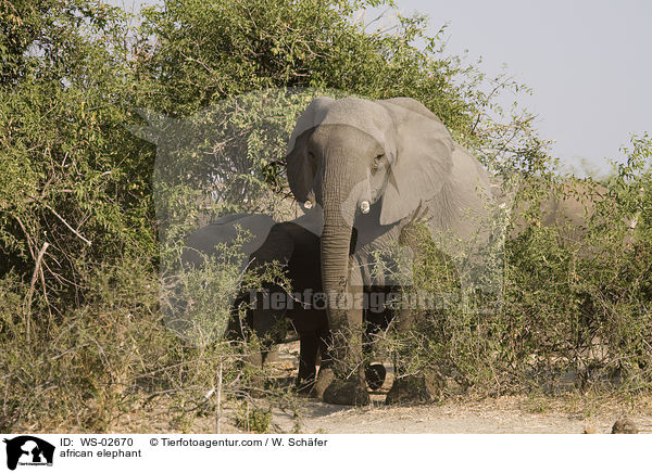 afrikanischer Elefant / african elephant / WS-02670