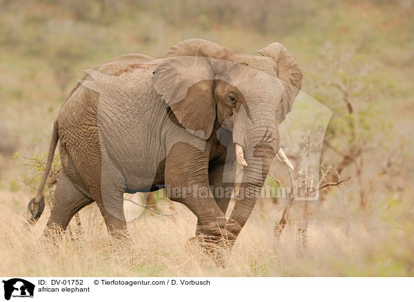 Afrikanischer Elefant / african elephant / DV-01752