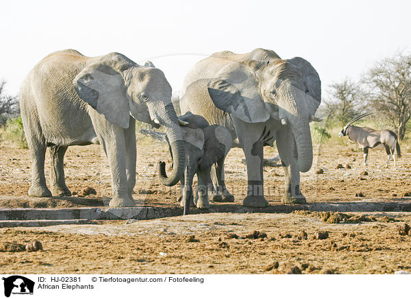 Afrikanische Elefanten / African Elephants / HJ-02381