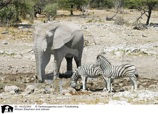 Afrikanischer Elefant und Zebras / African Elephant and zebras / HJ-02383