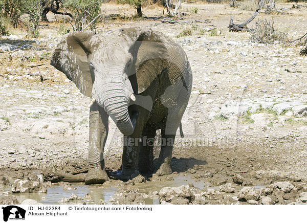 Afrikanischer Elefant / African Elephant / HJ-02384