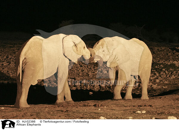 Afrikanische Elefanten / African Elephants / HJ-02386