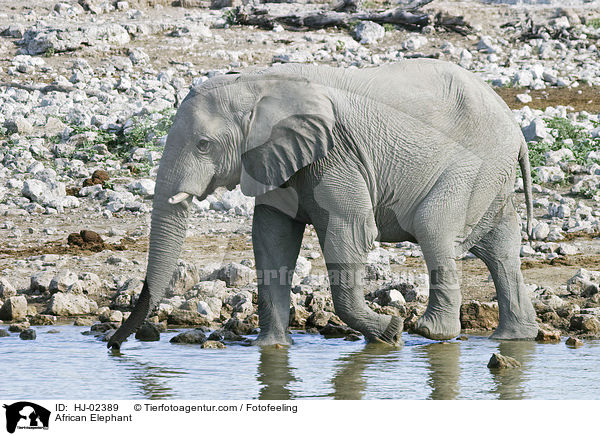 Afrikanischer Elefant / African Elephant / HJ-02389