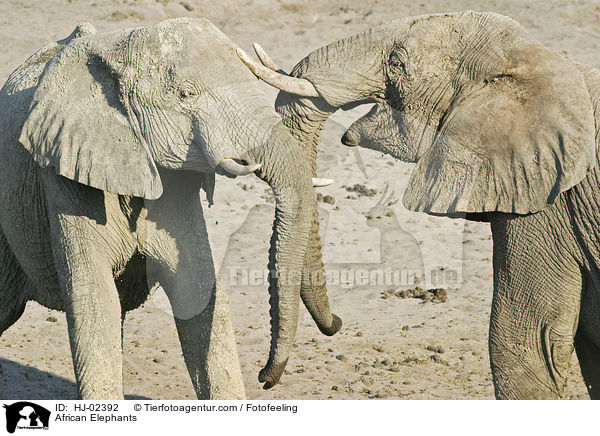 Afrikanische Elefanten / African Elephants / HJ-02392