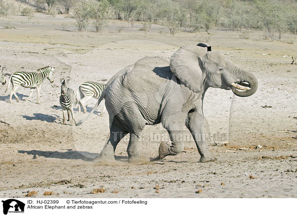 Afrikanischer Elefant und Zebras / African Elephant and zebras / HJ-02399