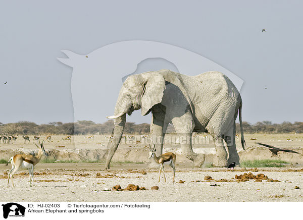Afrikanischer Elefant und Springbcke / African Elephant and springboks / HJ-02403