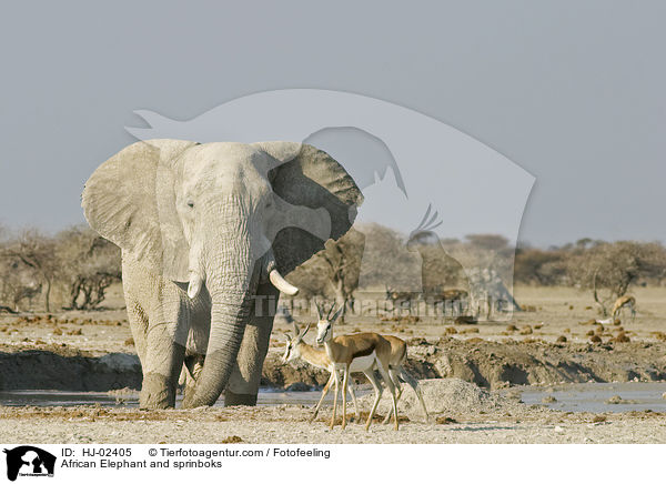 Afrikanischer Elefant und Springbcke / African Elephant and sprinboks / HJ-02405