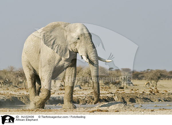 Afrikanischer Elefant / African Elephant / HJ-02406