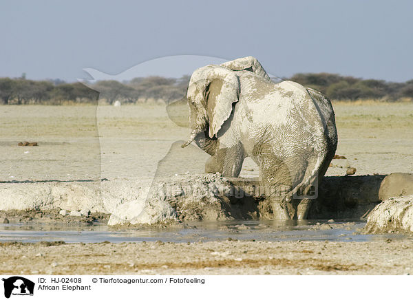 Afrikanischer Elefant / African Elephant / HJ-02408